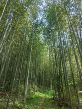 Load image into Gallery viewer, 【February 15】Enjoy Oita through the Takehango! Experience bamboo forests, bamboo crafting and glamping (glamorous camping) with a bamboo craftsman!
